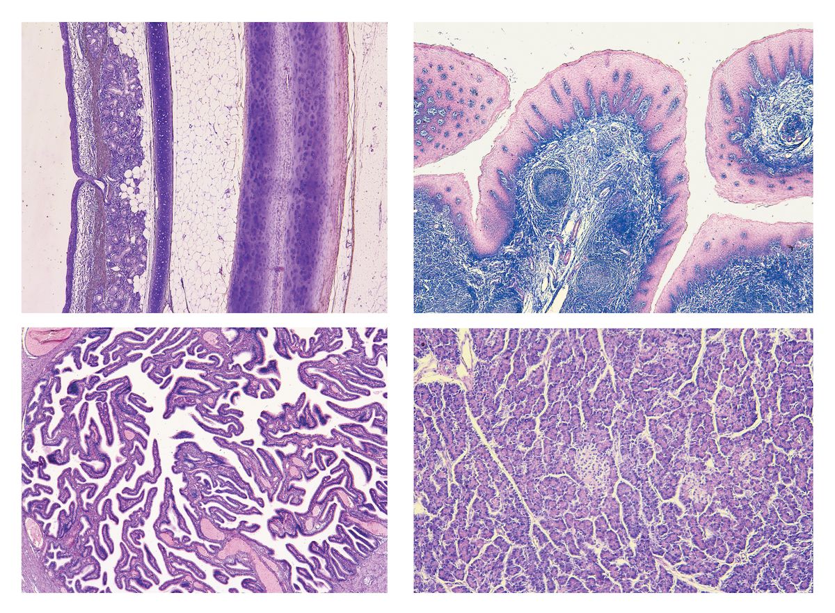 Mikropraparat Serie Histologie Des Menschen Ii Lehrmaterialien Burobedarf Schreibwaren Suenaacampo Com